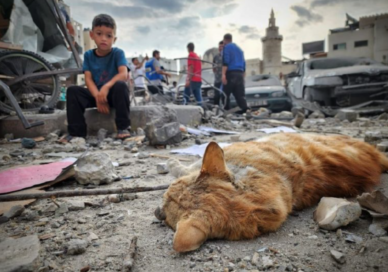 Voci da Gaza